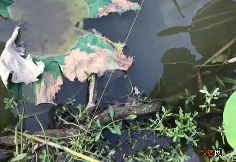 一天当中钓甲鱼什么时间好