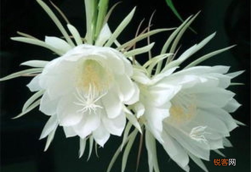 昙花长杆是快开花了吗