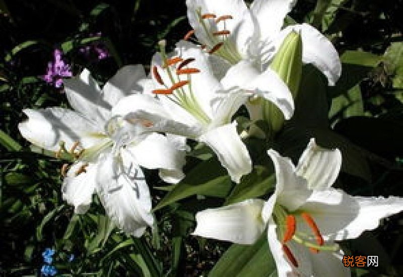 百合花怎么种植方法