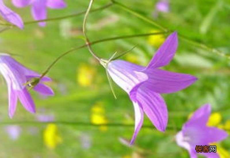 风铃草花语是什么