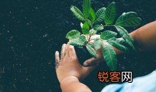 植物传播种子的方法仿写 有关植物传播种子的方法介绍