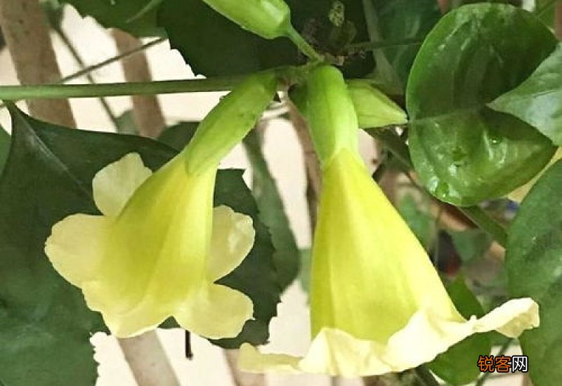 幸福树开花是什么样的