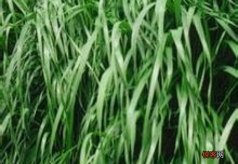 种黑麦草用什么肥料