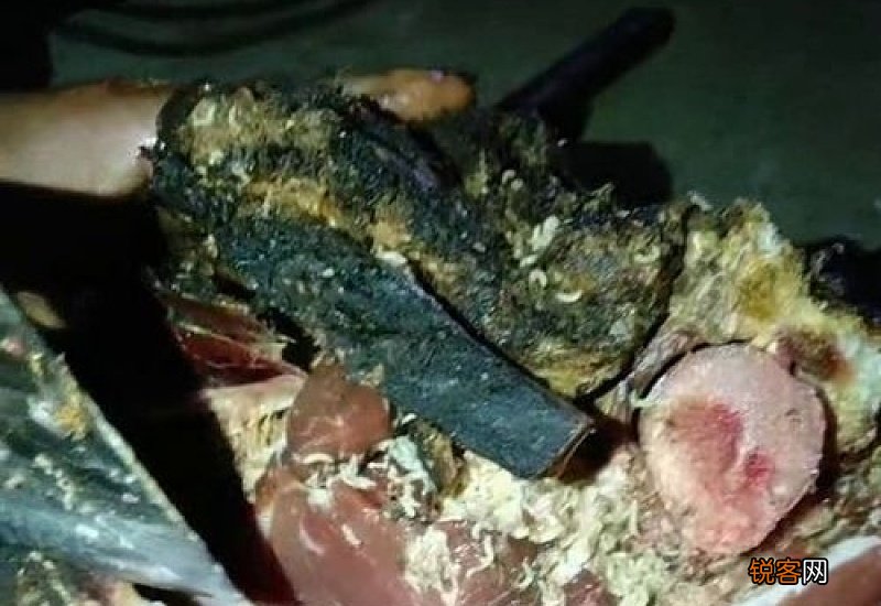 长了蛆虫的肉却没臭能吃吗