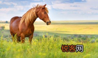 千里马的意思 千里马相关解释