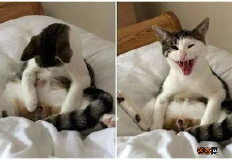 猫咪为什么要做绝育手术
