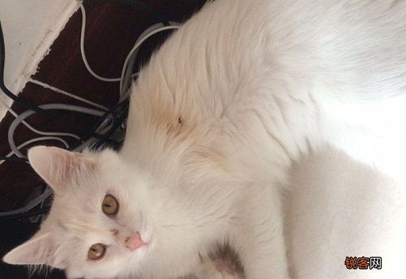 猫突然像打喷嚏似的哼哧去医院检查什么项目