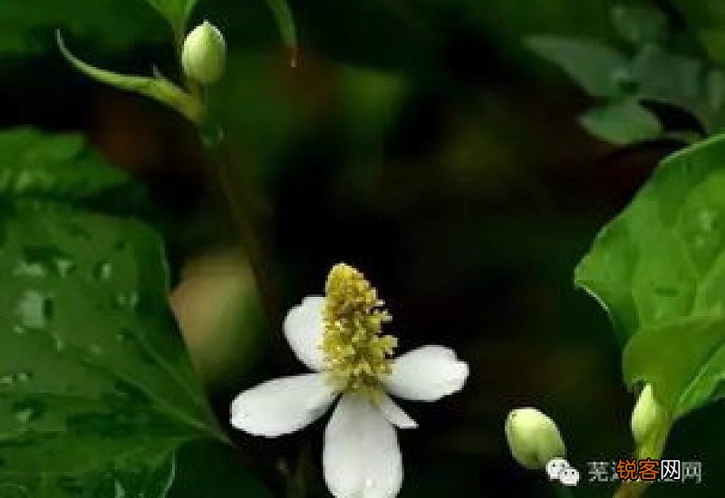 鱼腥草的花