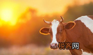 牛的成语 牛的成语有哪些