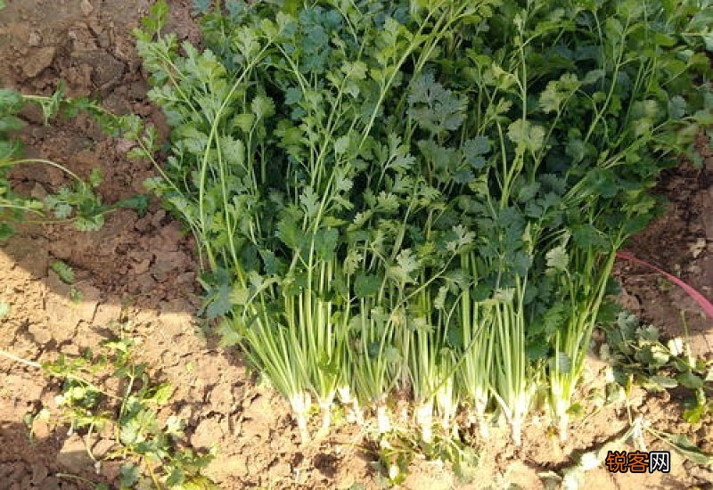 棒菜的种植时间与方法