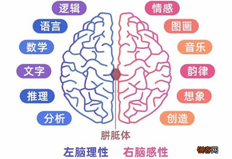 判断自己是左脑型还是右脑型 左右脑哪个发达更聪明