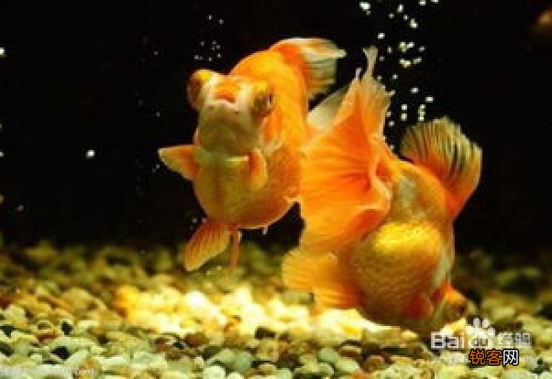 新手养金鱼注意事项