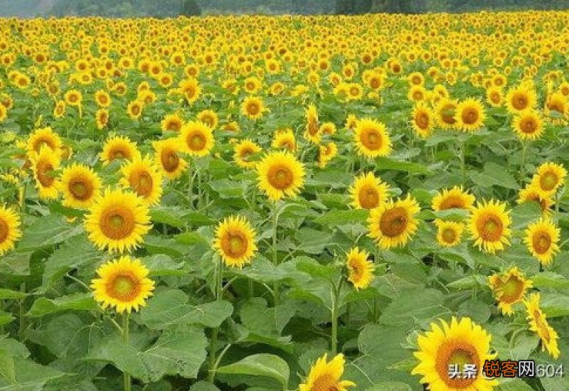 太阳花的花语与寓意是什么