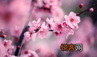 梅花的诗句古诗大全 梅花的诗句集锦