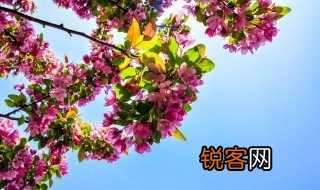 春花烂漫的意思 春花烂漫的意思是什么