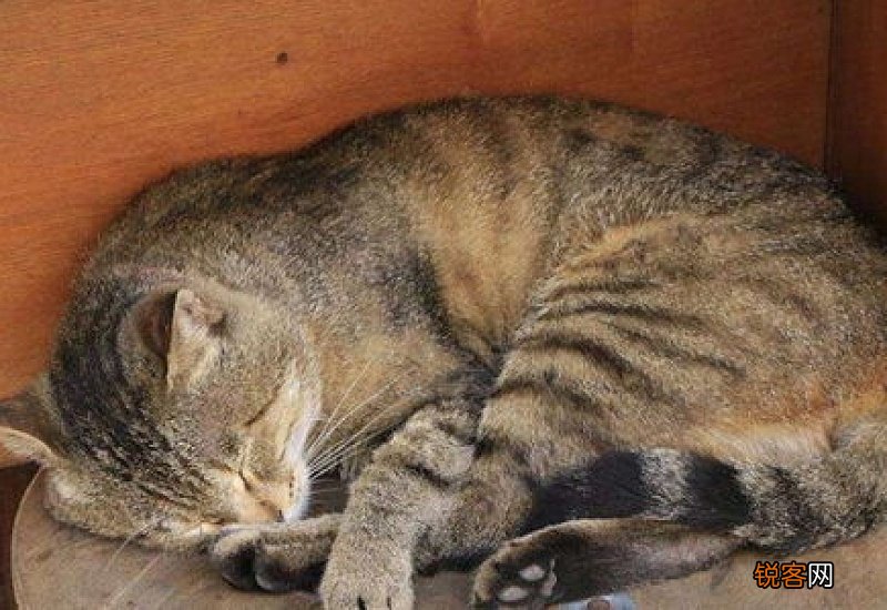猫咪死了不知道是什么原因