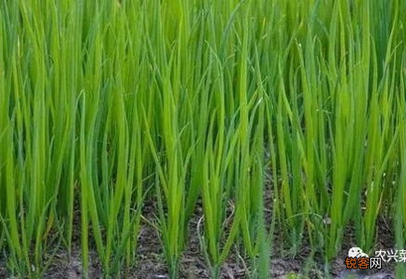 小香葱和分葱的区别是什么四季种植小香葱的方法