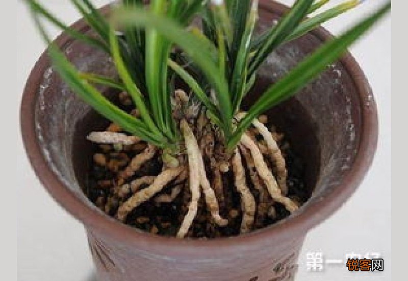 冬天用温水浇兰花可以吗