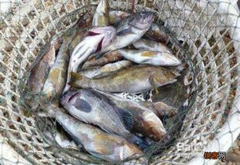 买鱼怎么挑选新鲜的
