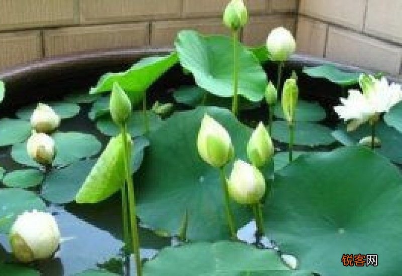 菜莲能开花吗