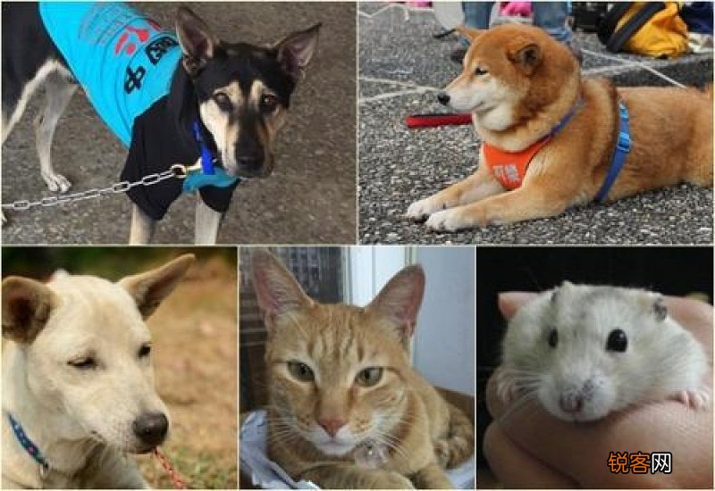 狗猫鼠主要内容概括200字左右15篇