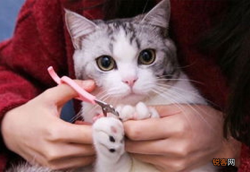 小猫咪几天剪一次指甲