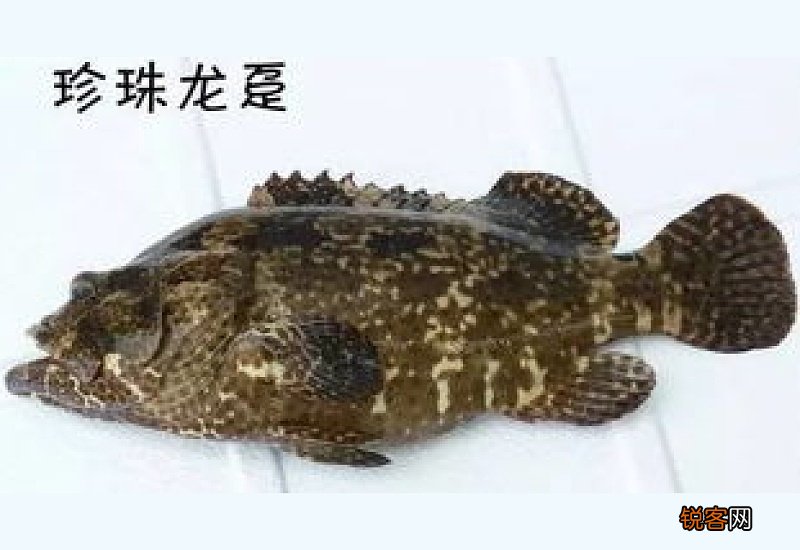 龙趸怎么读 珍珠龙趸怎么读