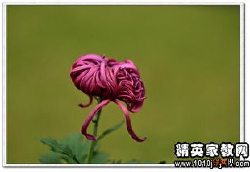 花盛开的雅称 花盛开的成语