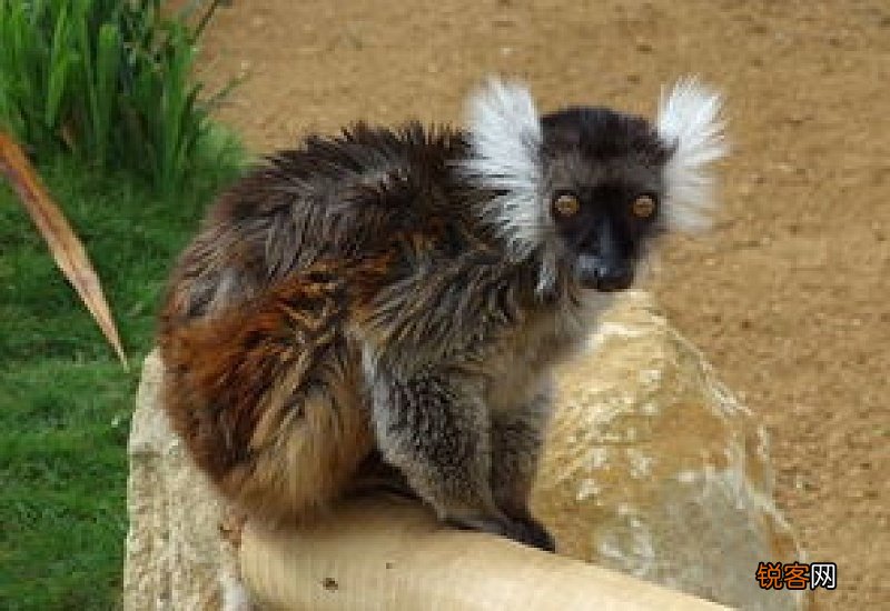 lemur是什么动物怎么读
