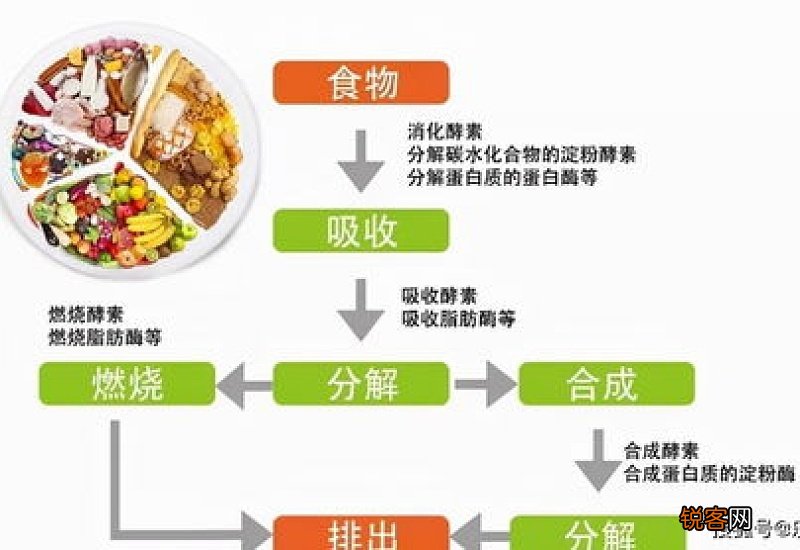 爱吃肉和爱吃素，到底哪一类人更健康？素食主义者快醒醒吧！
