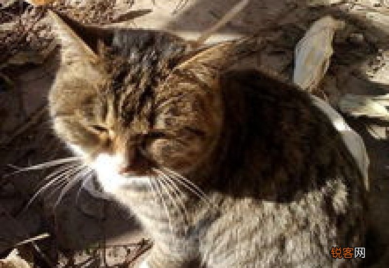 猫流血了是不是快生了