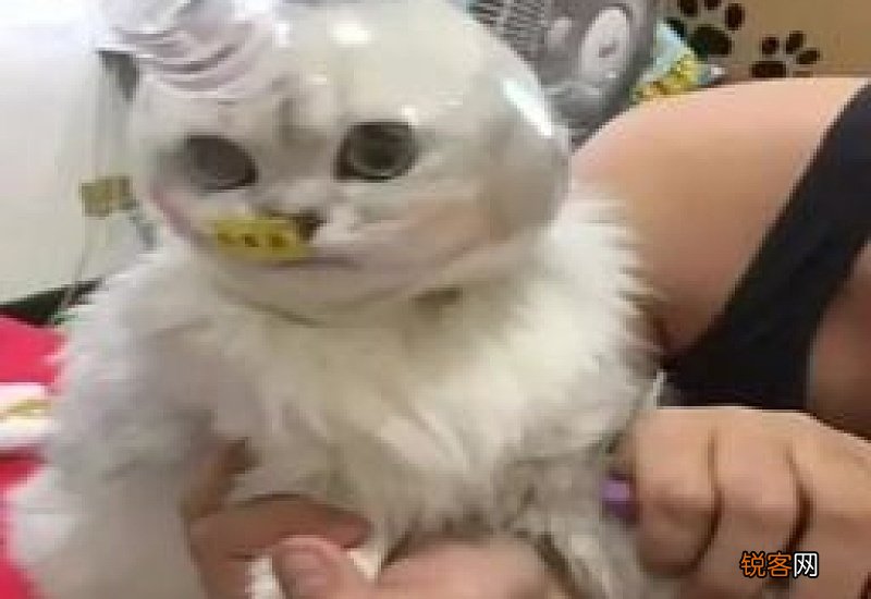 怎么帮猫剪指甲不被挠