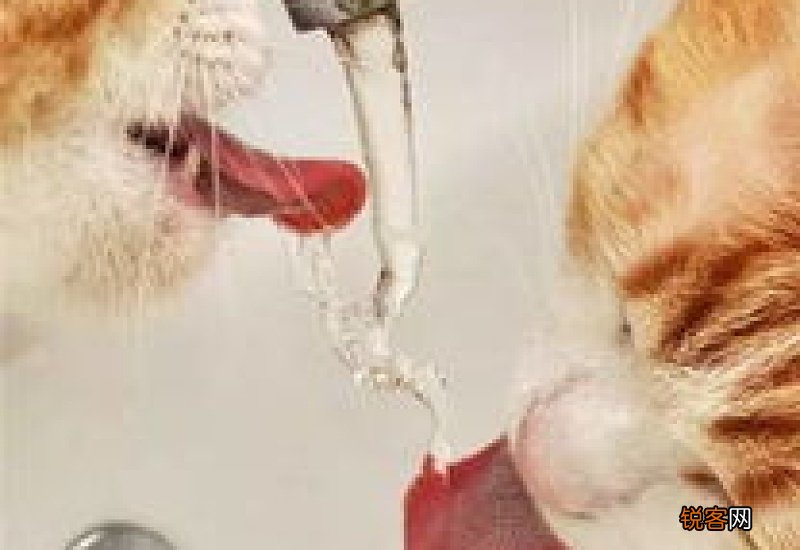 猫咪喝生水有什么危害