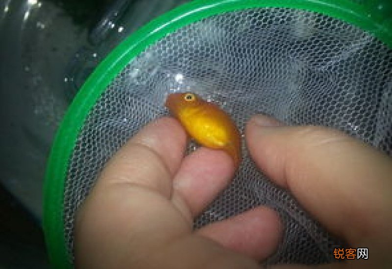 如何判断皮球玛丽鱼是否怀孕
