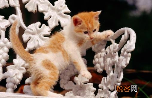 猫咪被被吓着铲屎官别坐视不管 要学会正确安抚方式