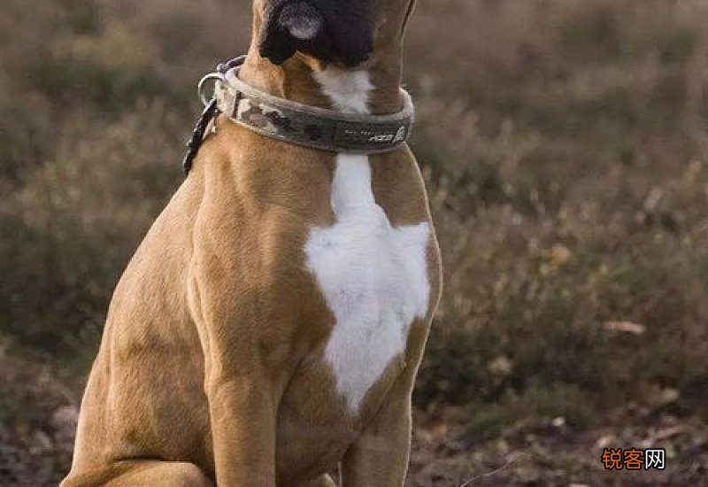 太仓犬的优缺点及性格