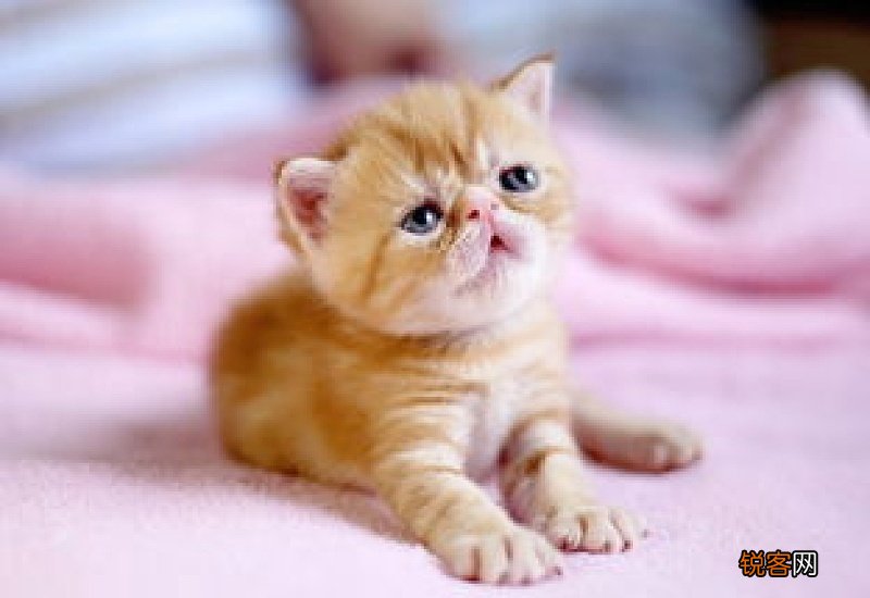 小奶猫一直叫个不停是怎么回事