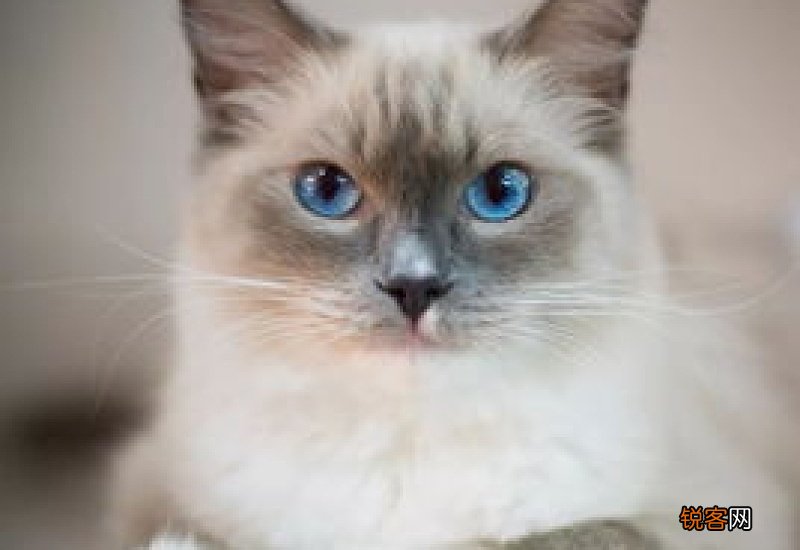 布偶猫很活泼正常吗