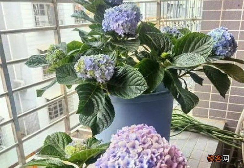 铁树冬天能剪叶子吗