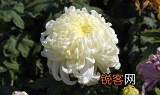 描写菊花的古诗 描写菊花的古诗有哪些