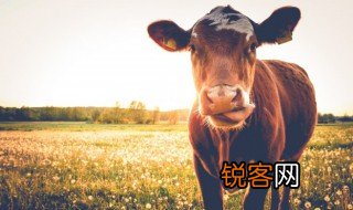 卧牛代表的意思 卧牛代表什么意思