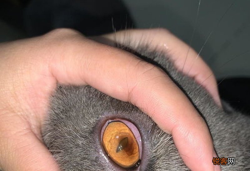 猫咪角膜坏死初期