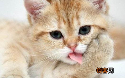 扒一扒猫爪的小秘密 杀机藏在肉垫里
