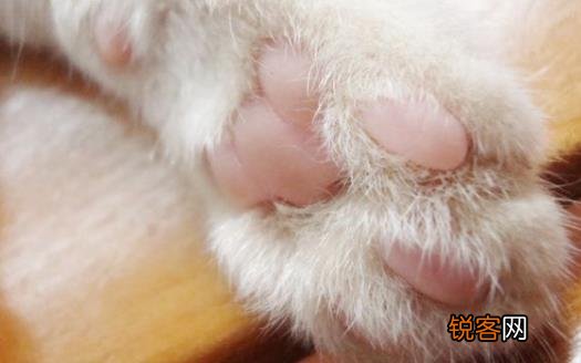 扒一扒猫爪的小秘密 杀机藏在肉垫里