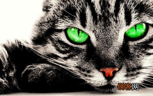 遛猫也需要遵守的规则 牵绳和封闭活动空间都不能少