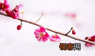 忆梅古诗加意思忆梅的意思 忆梅古诗释义