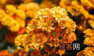 心淡然如菊っ的意思 心淡然如菊是什么意思