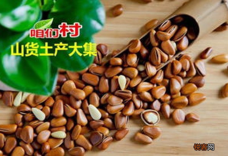 松子什么时候成熟？松子什么时候吃最好