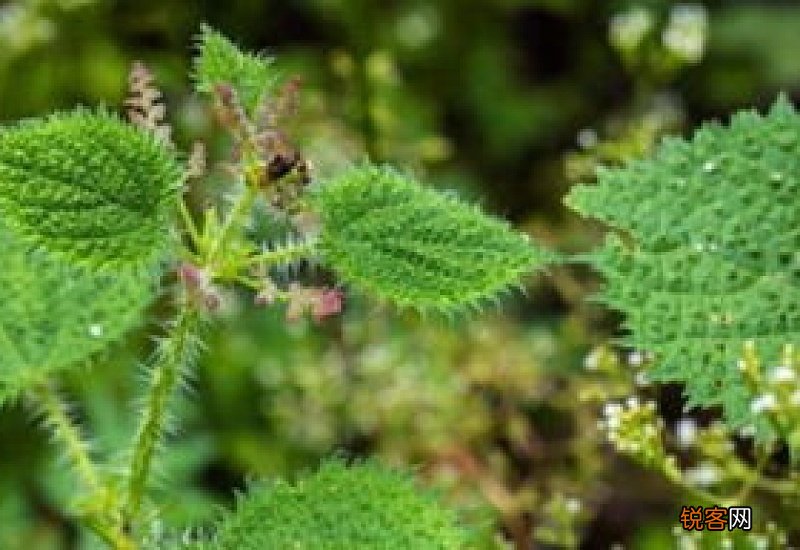 荨麻草怎么养