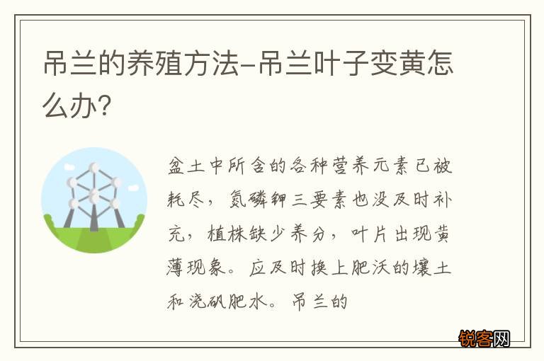 吊兰的养殖方法-吊兰叶子变黄怎么办？